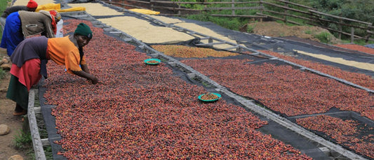 Rwanda Dry Process Gitwe